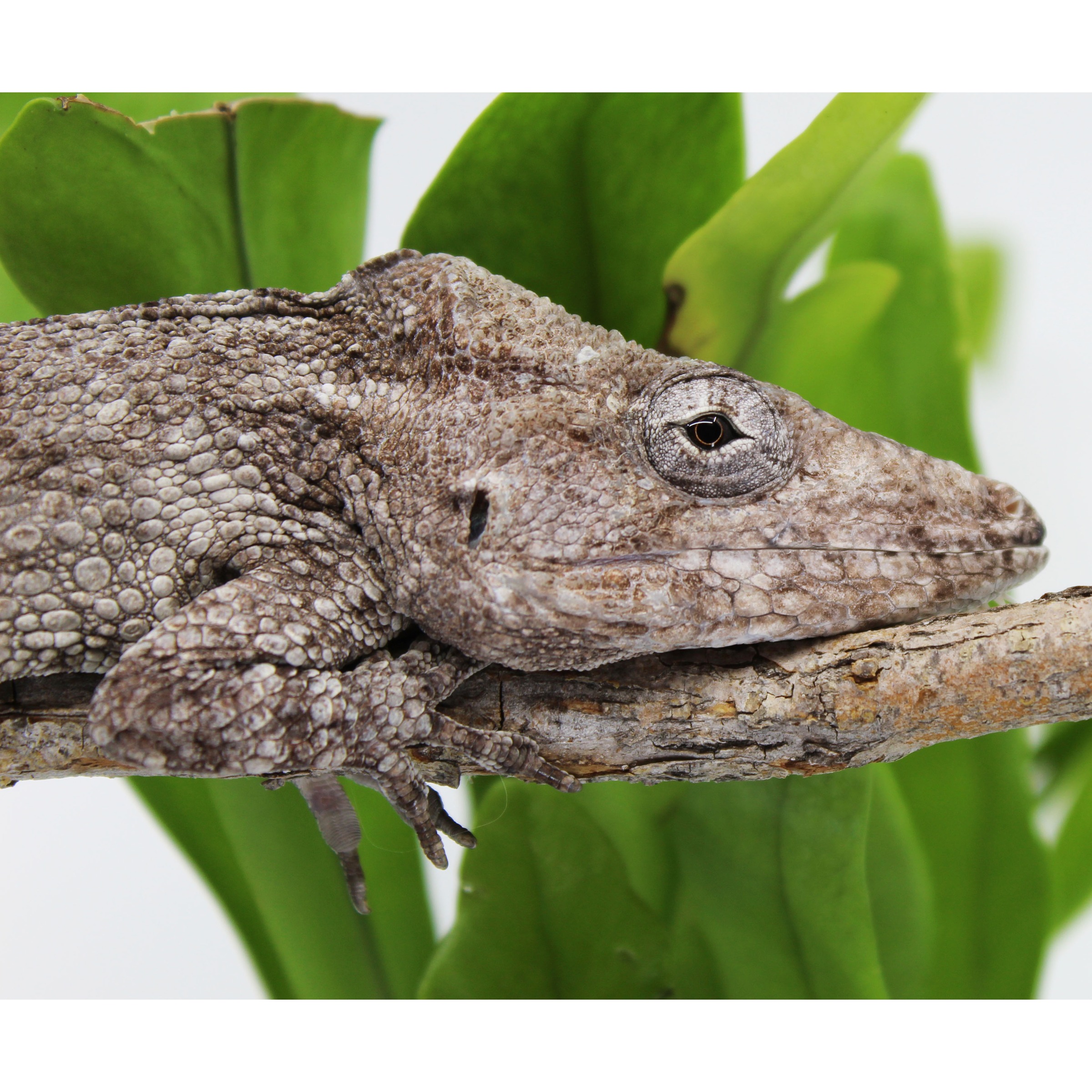 Close-up of a gray gecko with rough, bumpy skin resting on a branch, green leaves in the background.