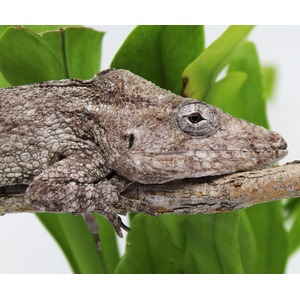 Close-up of a gray gecko with rough, bumpy skin resting on a branch, green leaves in the background.