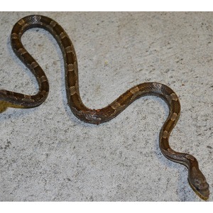 Brown banded snake on gray concrete, curving in an S-shaped arc.