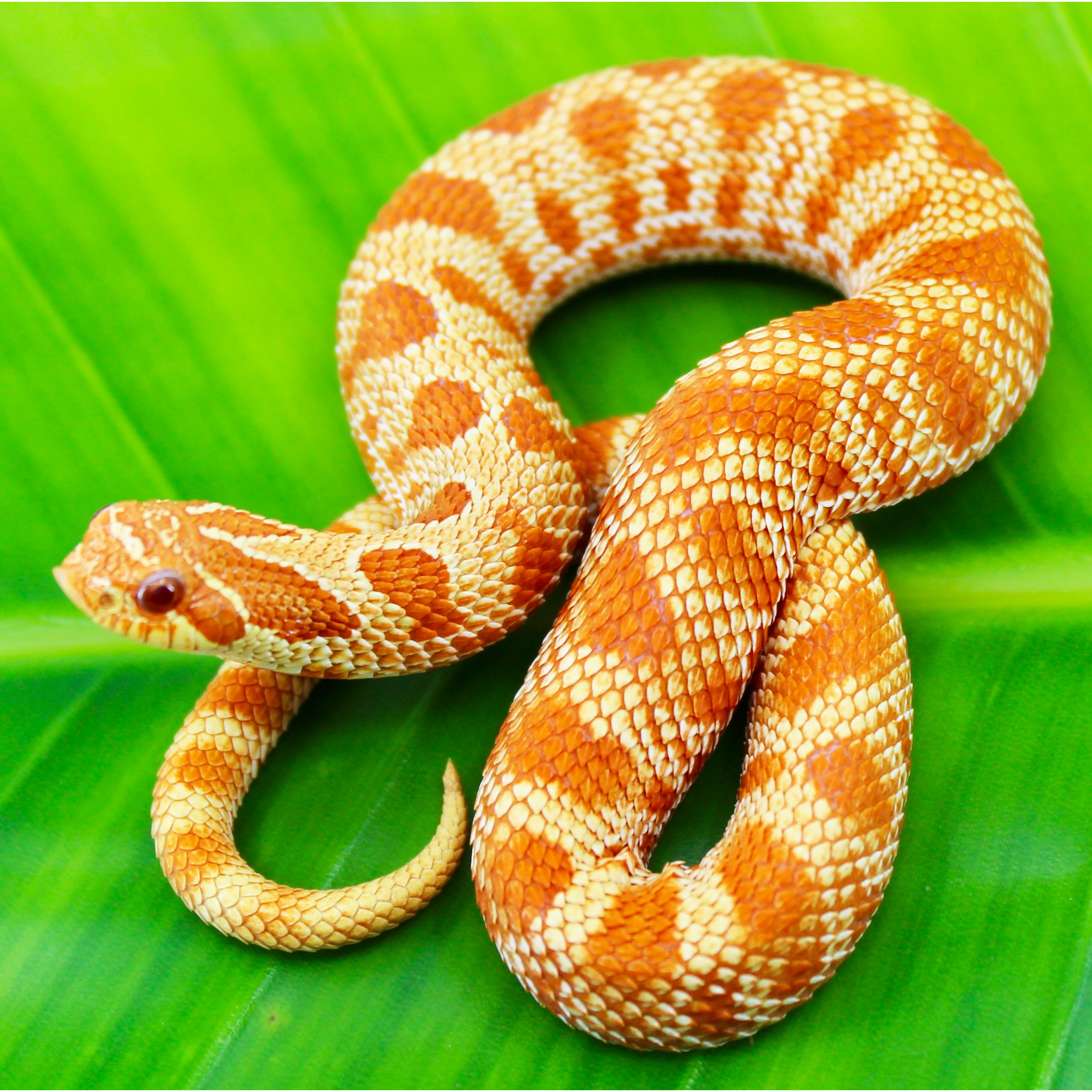 Orange and cream snake coiled on a bright green leaf.