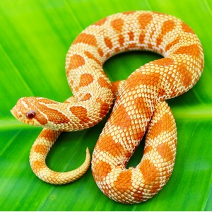 Orange and cream snake coiled on a bright green leaf.