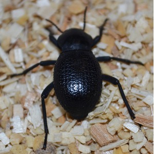 Glossy black beetle with rounded elytra on light wood chips.