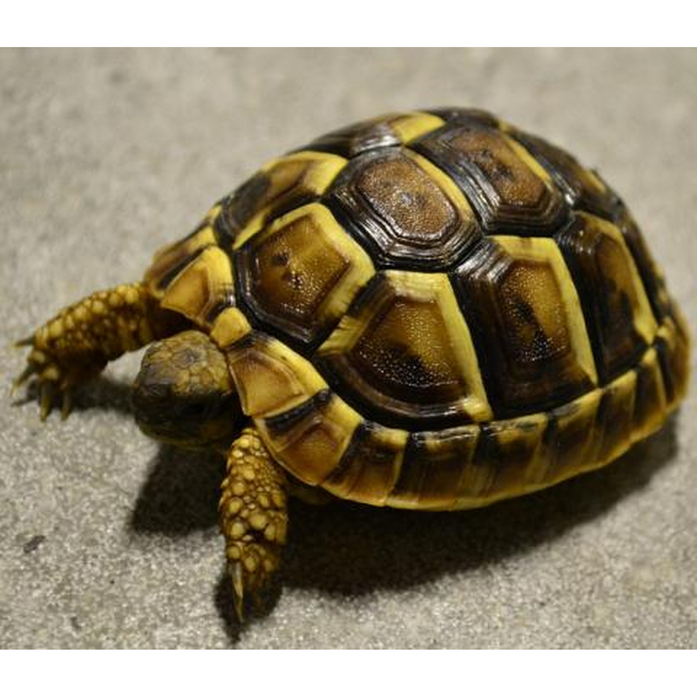 Young tortoise with a yellow-brown patterned shell walking on sand.