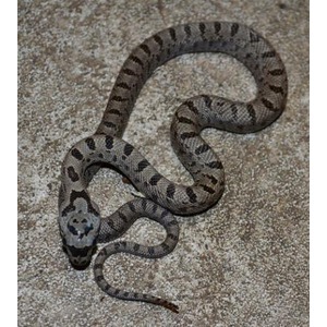 Gray and brown striped snake coiled on a rough, sandy surface.