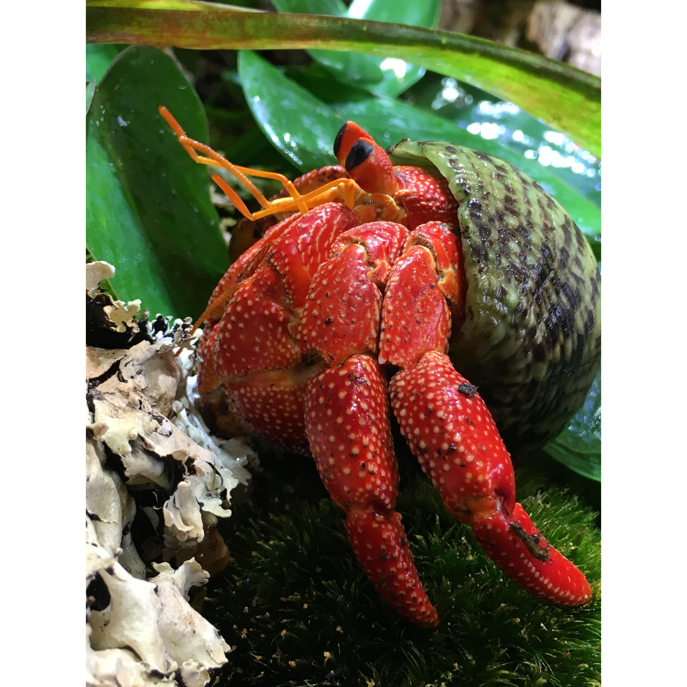 Bright red hermit crab with orange legs emerging from a mottled shell among green leaves.