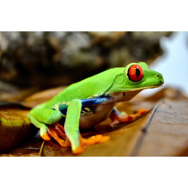 Bright green tree frog with orange eyes sits on a brown leaf, blue underside visible.