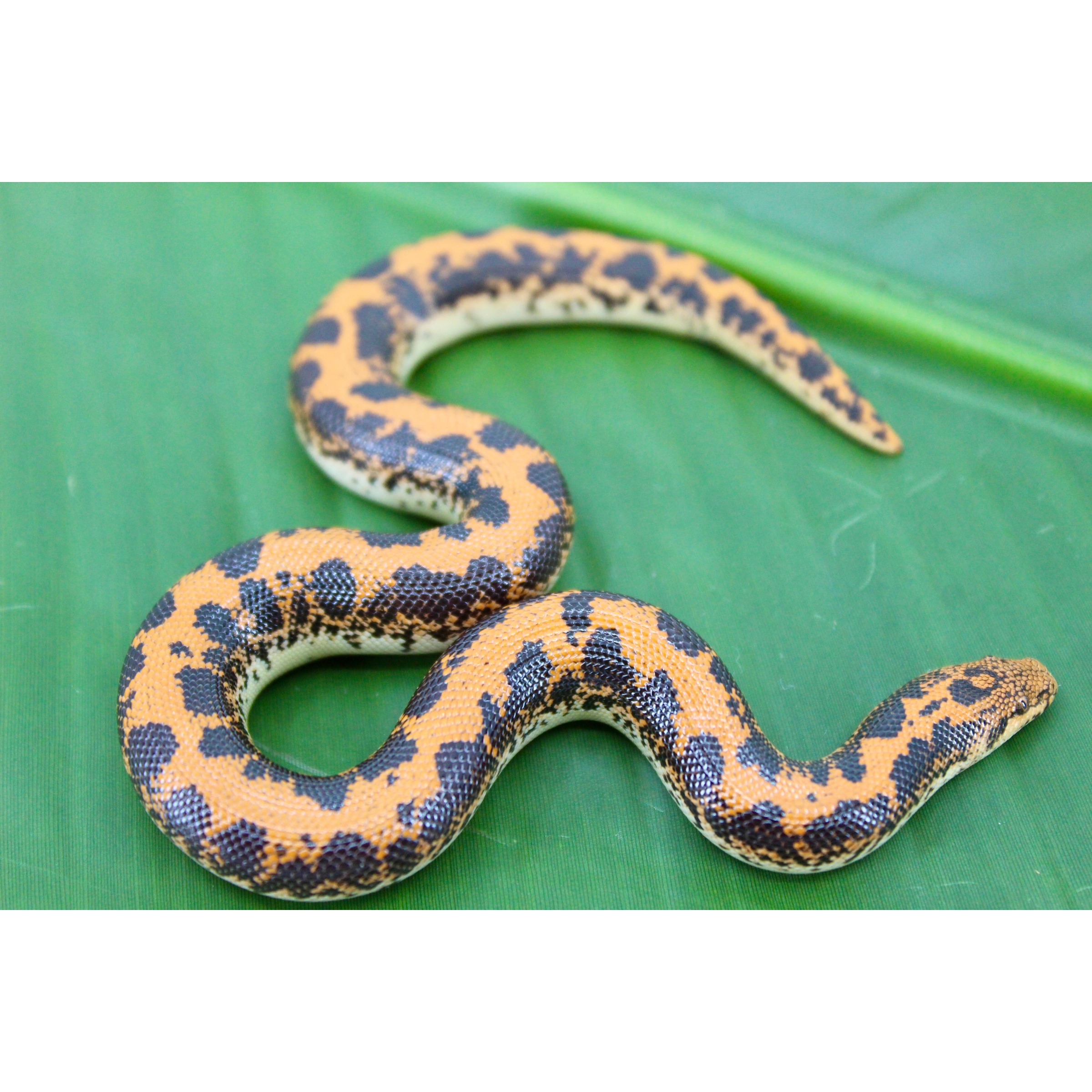 Orange and black patterned snake coiled on a green leaf.
