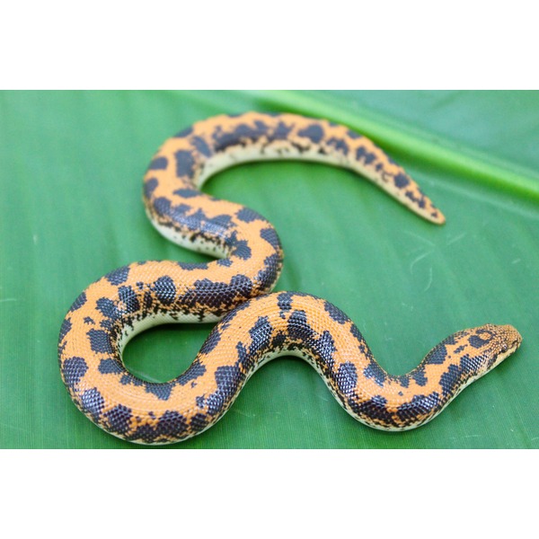 Orange and black patterned snake coiled on a green leaf.
