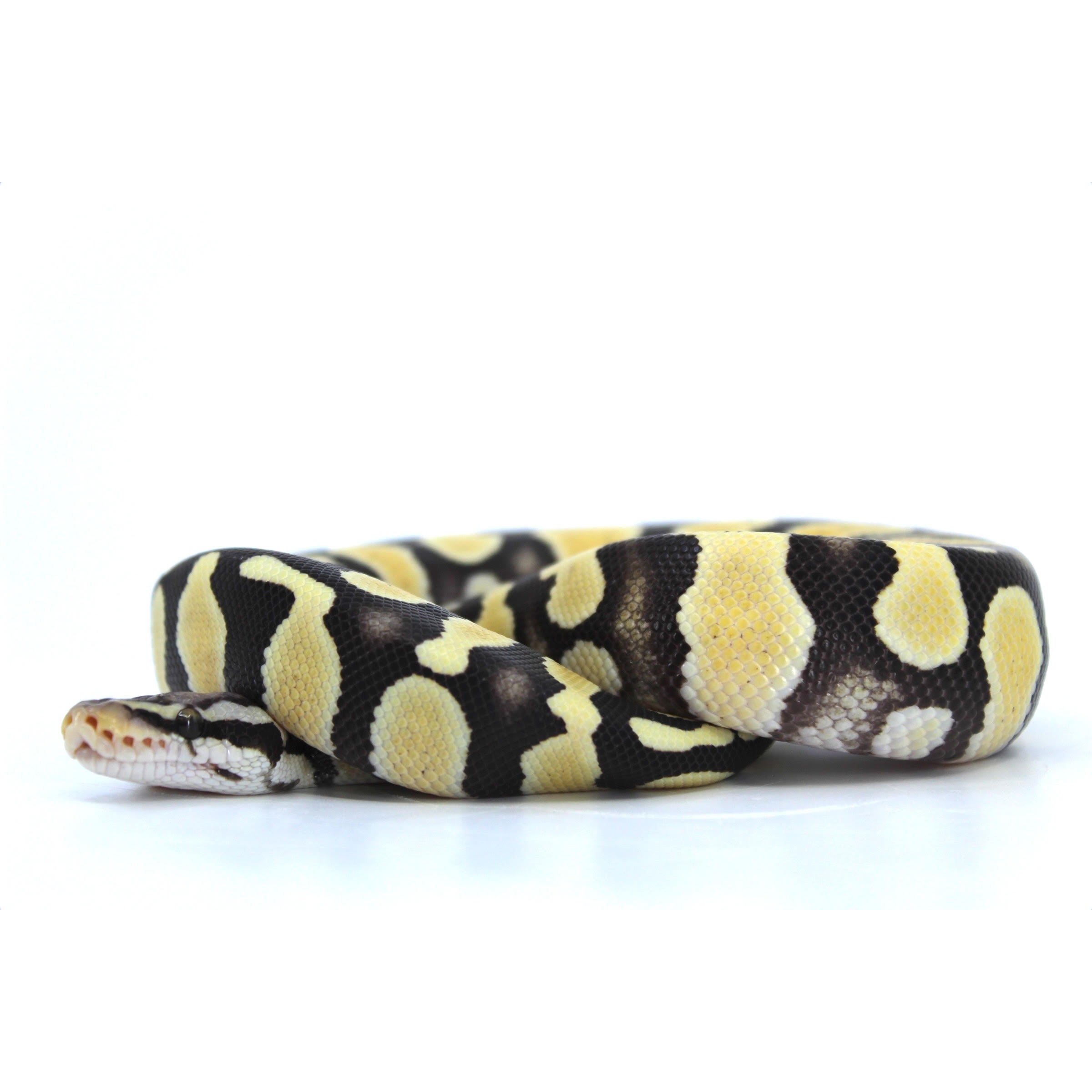 Yellow and black patterned ball python coiled on white background.