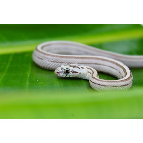 Small white striped snake coiled on a green leaf, head facing the camera.