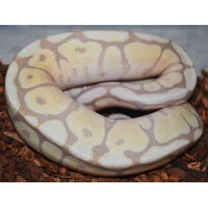 Coiled ball python with pale yellow and tan markings on brown substrate.