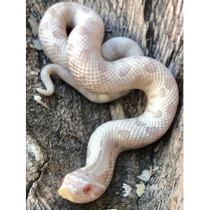 Pale cream snake with faint pink markings coiled on a tree trunk.
