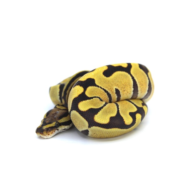 Coiled yellow-and-black patterned snake on a white background.