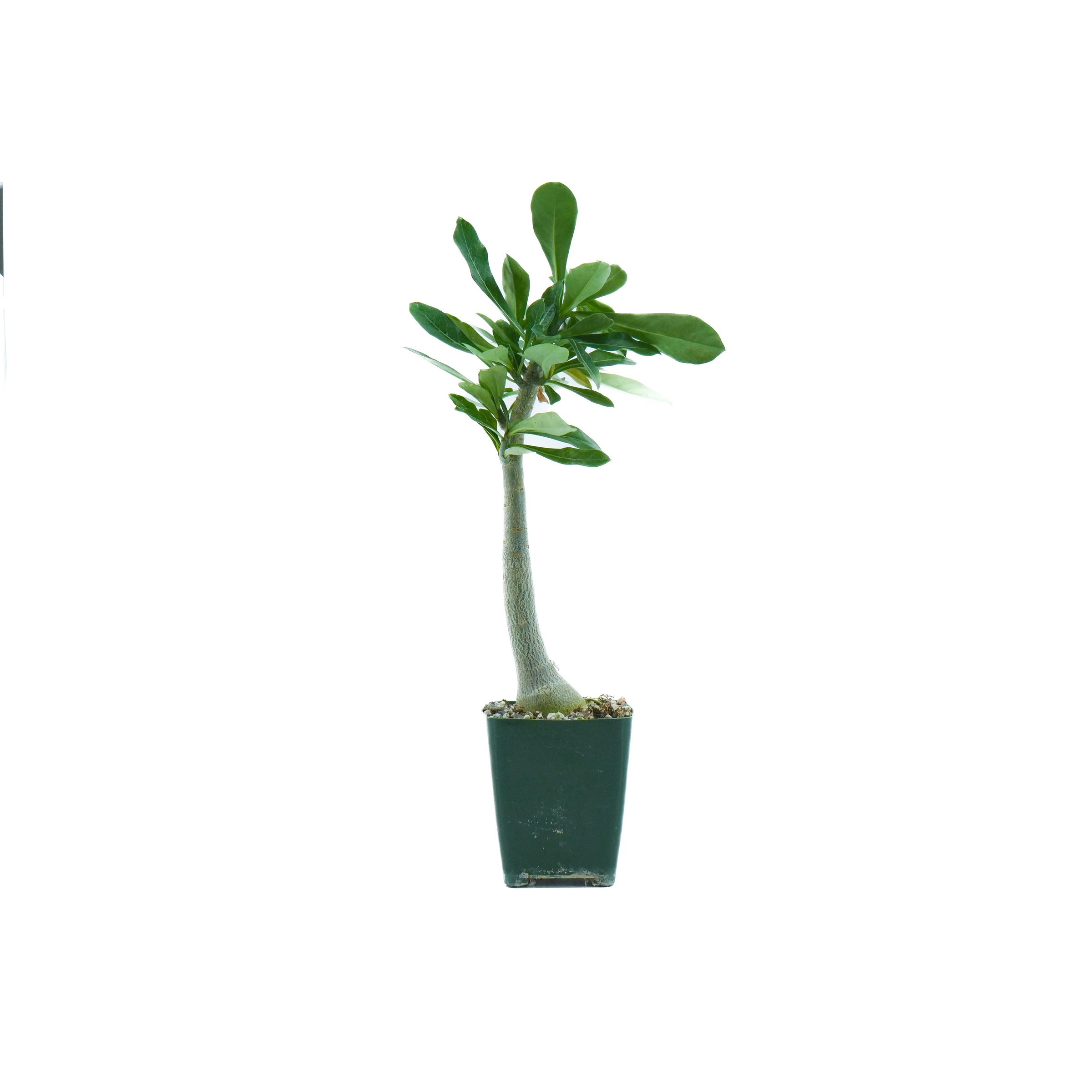 Small plant with thick curved stem and green leaves in a dark green pot