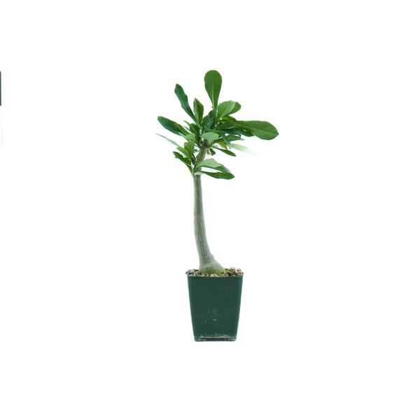 Small plant with thick curved stem and green leaves in a dark green pot