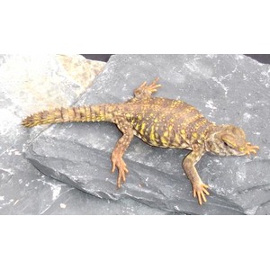 Brown, yellow-speckled lizard on dark rock with extended tail and splayed legs.