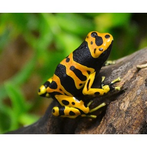 Yellow and black poison dart frog perched on a brown branch with a green blurred background.