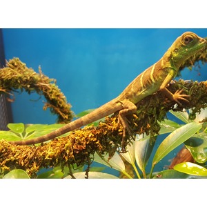 Green iguana perched on a moss-covered branch against a blue background.
