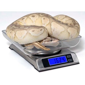 Albino python coiled on a digital scale displaying 162.4.