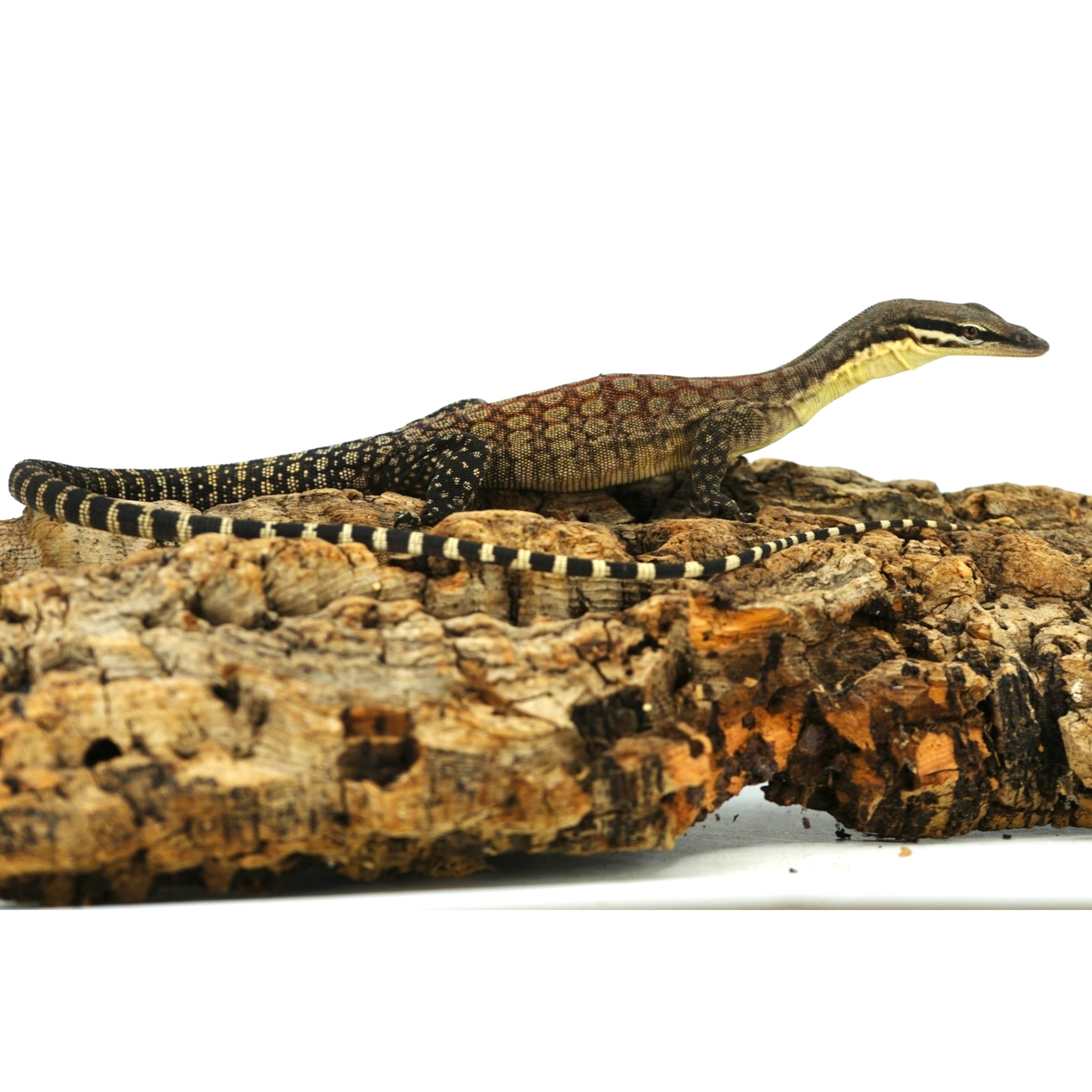 Monitor lizard with brown and black patterned scales resting on a rough log, long striped tail extending along the bark.