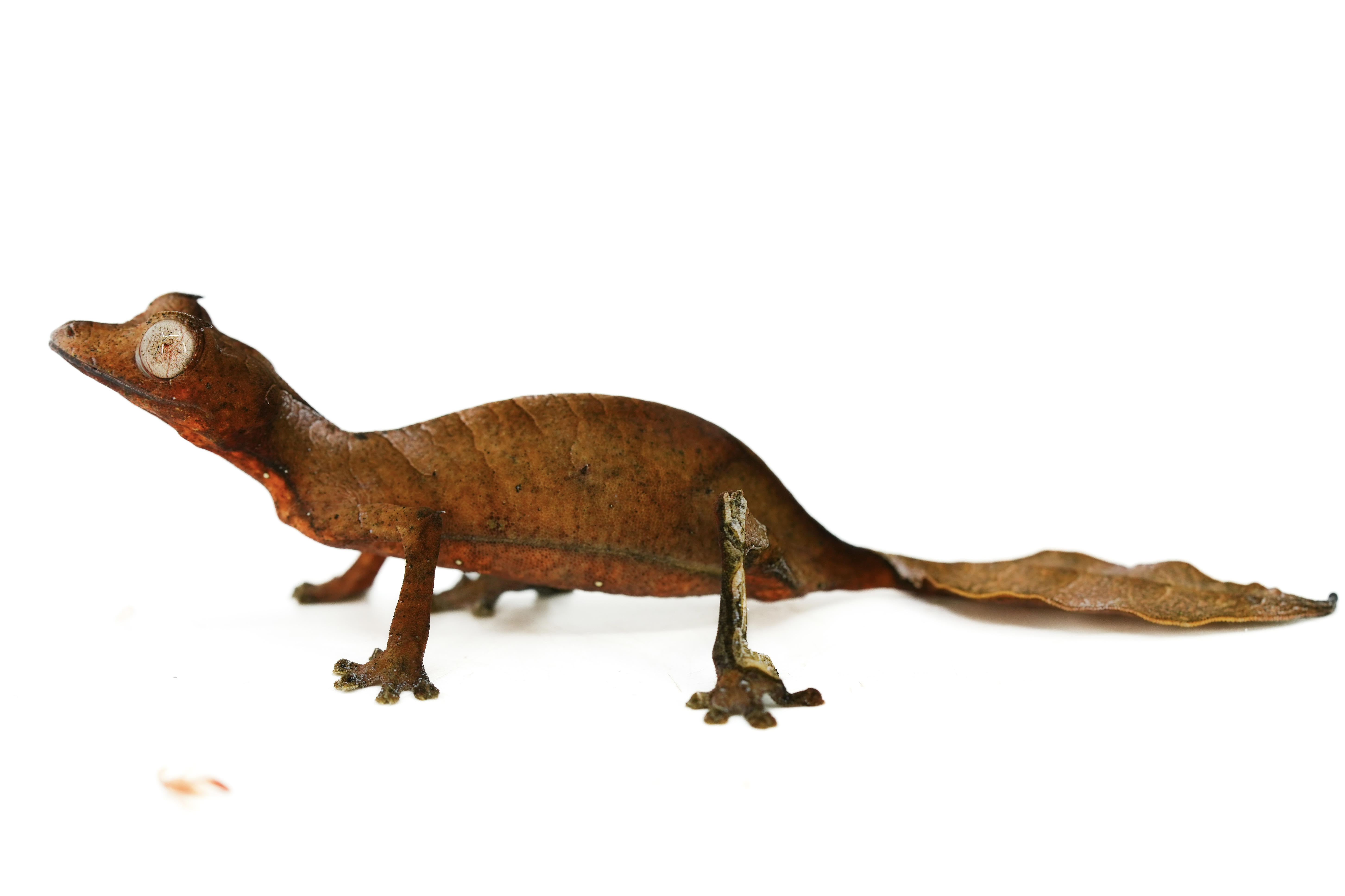 Satanic Leaf Tailed Geckos | LLLReptile