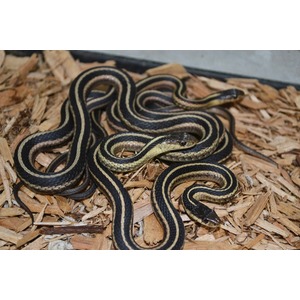 Several garter snakes intertwined on wood chips, dark bodies with tan-yellow stripes.