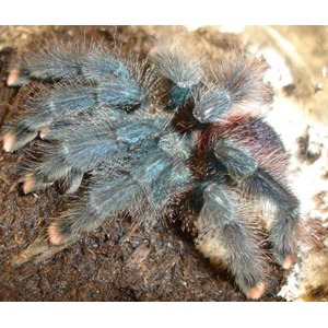 Blue-green, fuzzy tarantula on soil; close-up of its blue-black legs.