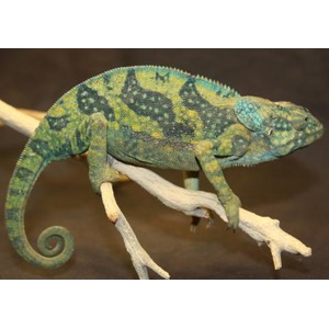 Colorful chameleon with green and yellow pattern perched on a branch.
