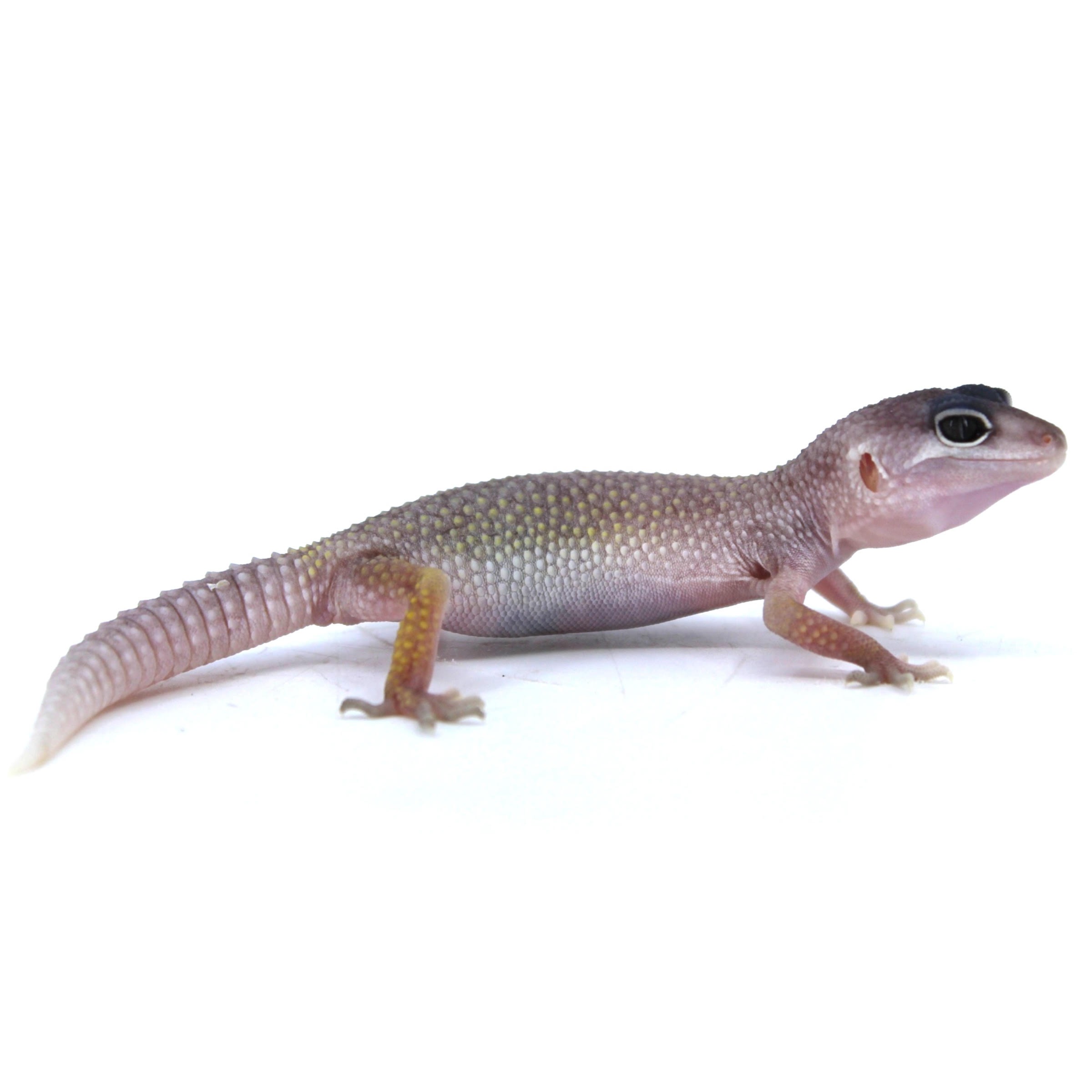 Small gecko with pink head, purple-pink body, yellow-green speckled back, brown legs, large dark eye on white background
