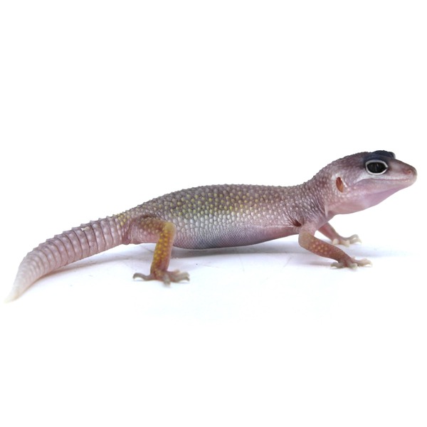 Small gecko with pink head, purple-pink body, yellow-green speckled back, brown legs, large dark eye on white background