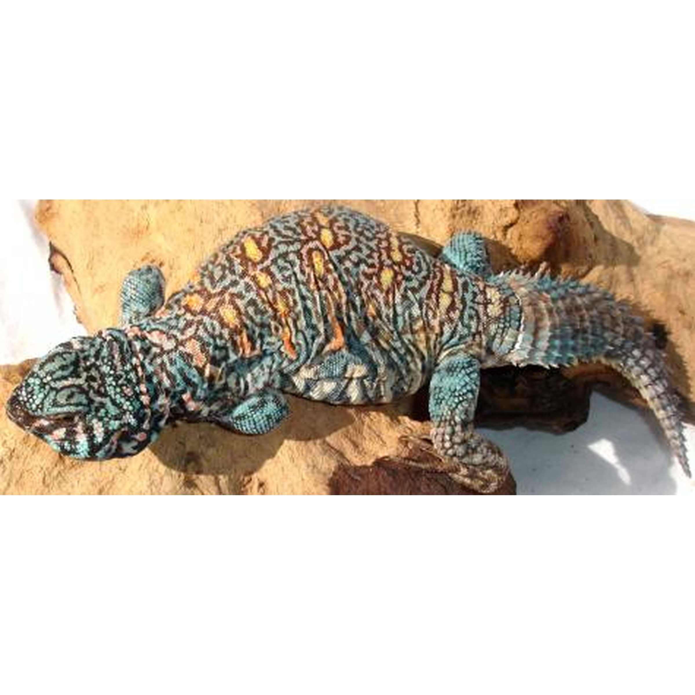 Colorful turquoise gecko with orange and black patterns resting on a rock.