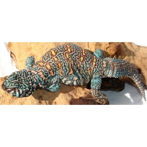 Colorful turquoise gecko with orange and black patterns resting on a rock.