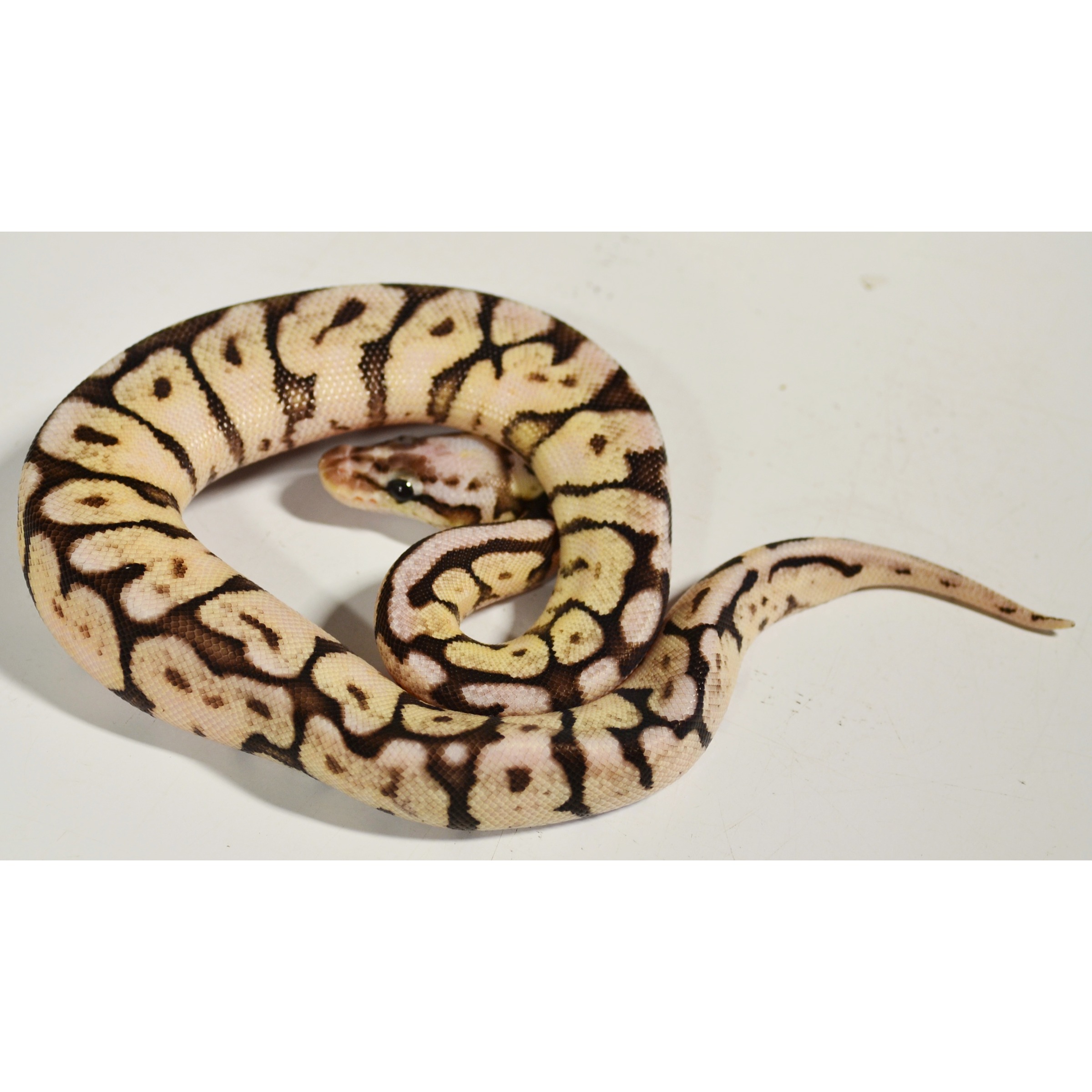 Beige and brown ball python coiled on a white surface