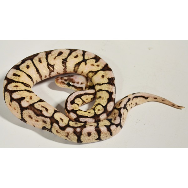 Beige and brown ball python coiled on a white surface