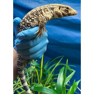 Tegu lizard with banded brown and cream scales held gently in a blue glove