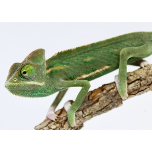 Green chameleon with textured skin, large eye, perched on a brown branch.