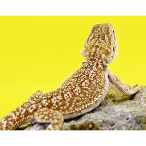 Bearded dragon perched on a rock, mottled brown, spiny scales with a bright yellow background.