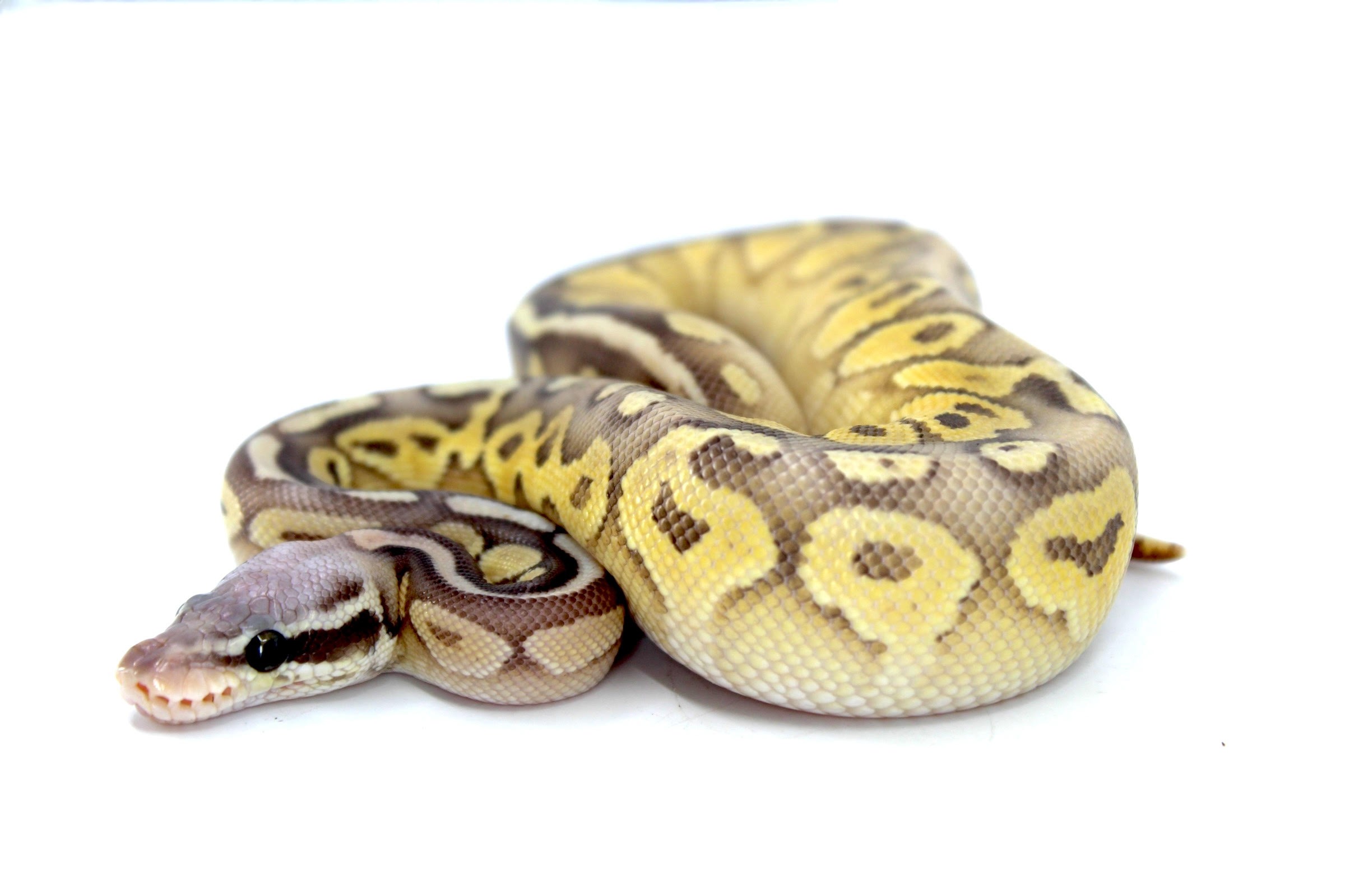 Super Butter Python Baby Super Pastel Butter Ghost Ball Pythons | LLLReptile