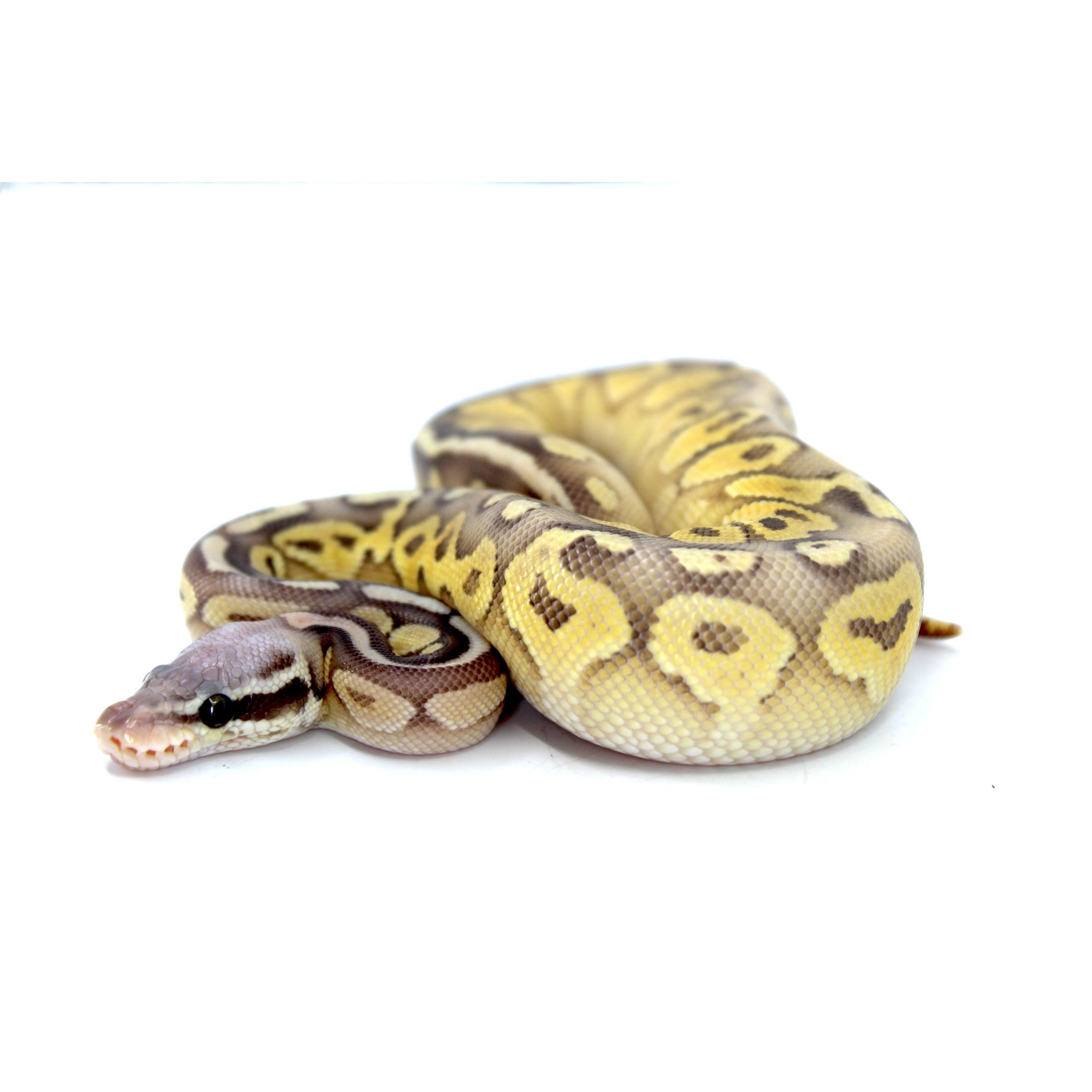 Baby Butter Python Baby Super Pastel Butter Ghost Ball Pythons | LLLReptile