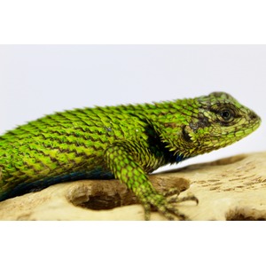 Bright green lizard with rough, iridescent scales perched on a light wooden log.
