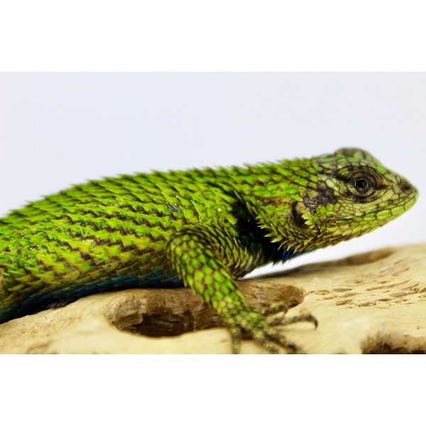 Bright green lizard with rough, iridescent scales perched on a light wooden log.