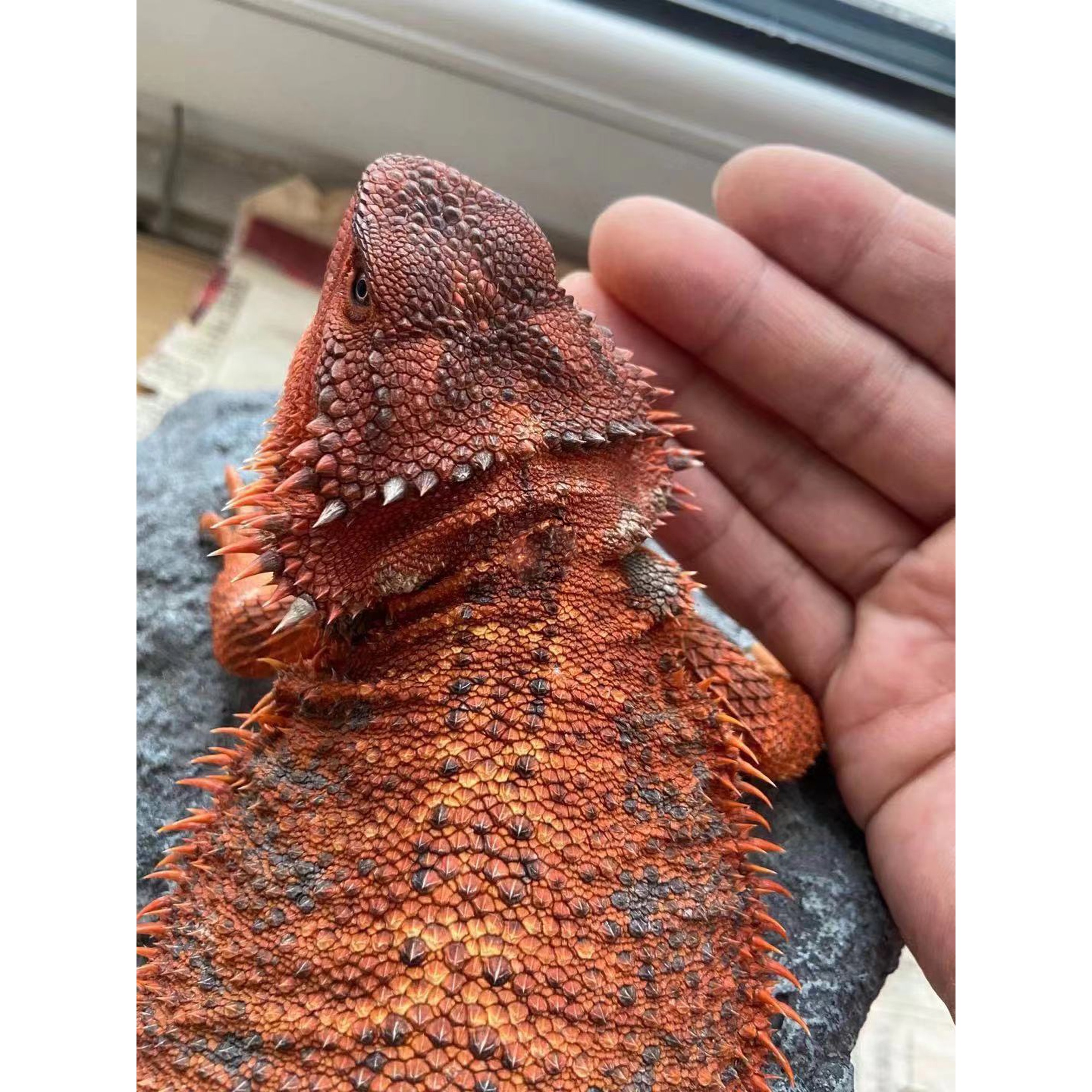 Close-up of a red-orange bearded dragon with rough, spiky scales and a calm gaze resting on a rock.