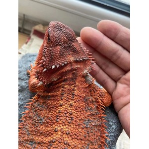 Close-up of a red-orange bearded dragon with rough, spiky scales and a calm gaze resting on a rock.