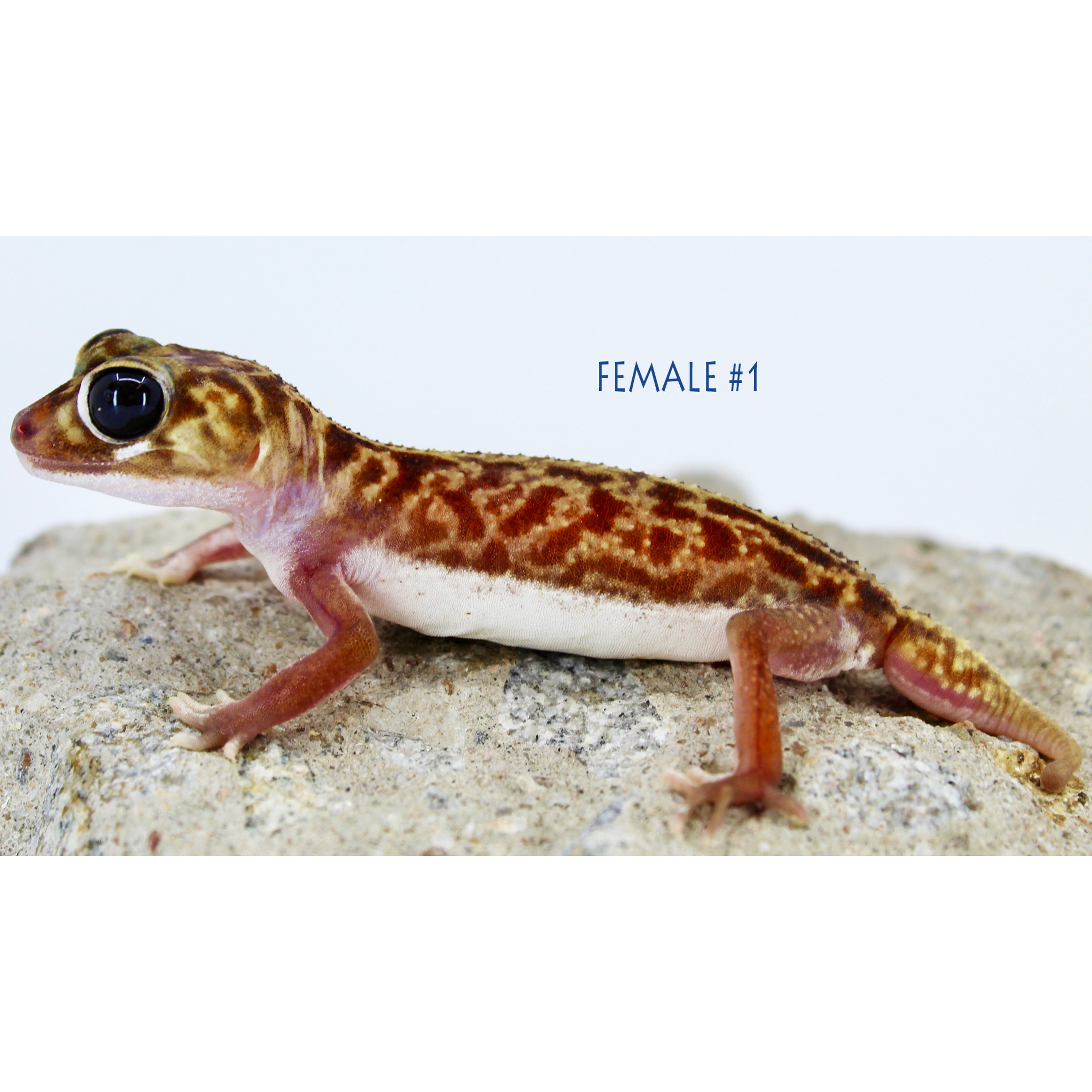 Leopard gecko with mottled brown and orange pattern on a rock, large black eyes, labeled Female #1.