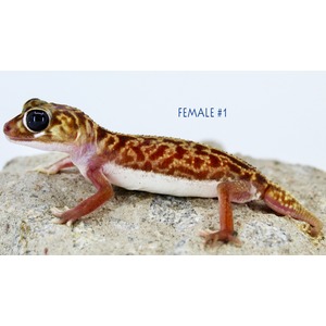 Leopard gecko with mottled brown and orange pattern on a rock, large black eyes, labeled Female #1.
