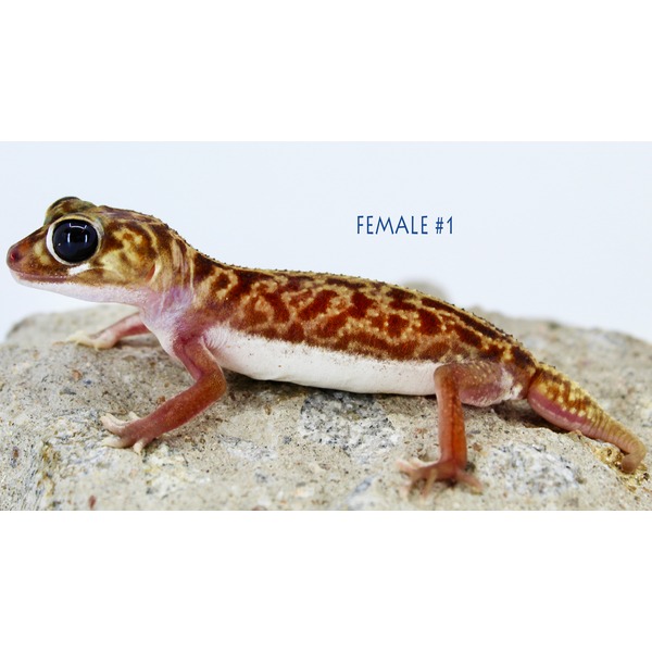 Leopard gecko with mottled brown and orange pattern on a rock, large black eyes, labeled Female #1.