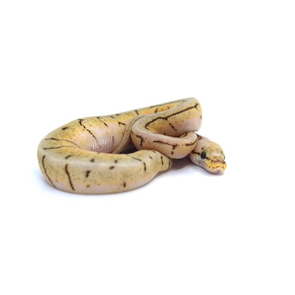 Coiled pale yellow snake with brown markings on a white background, head near the front.
