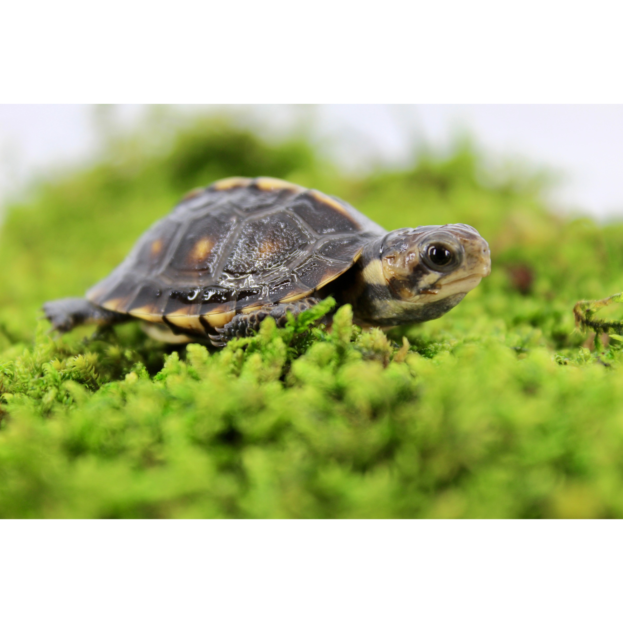Small turtle on bright green moss, side view with patterned shell and dark eye.