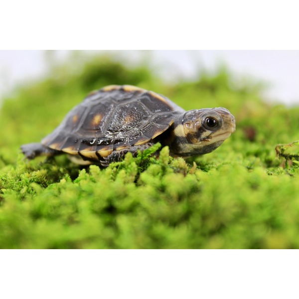 Small turtle on bright green moss, side view with patterned shell and dark eye.