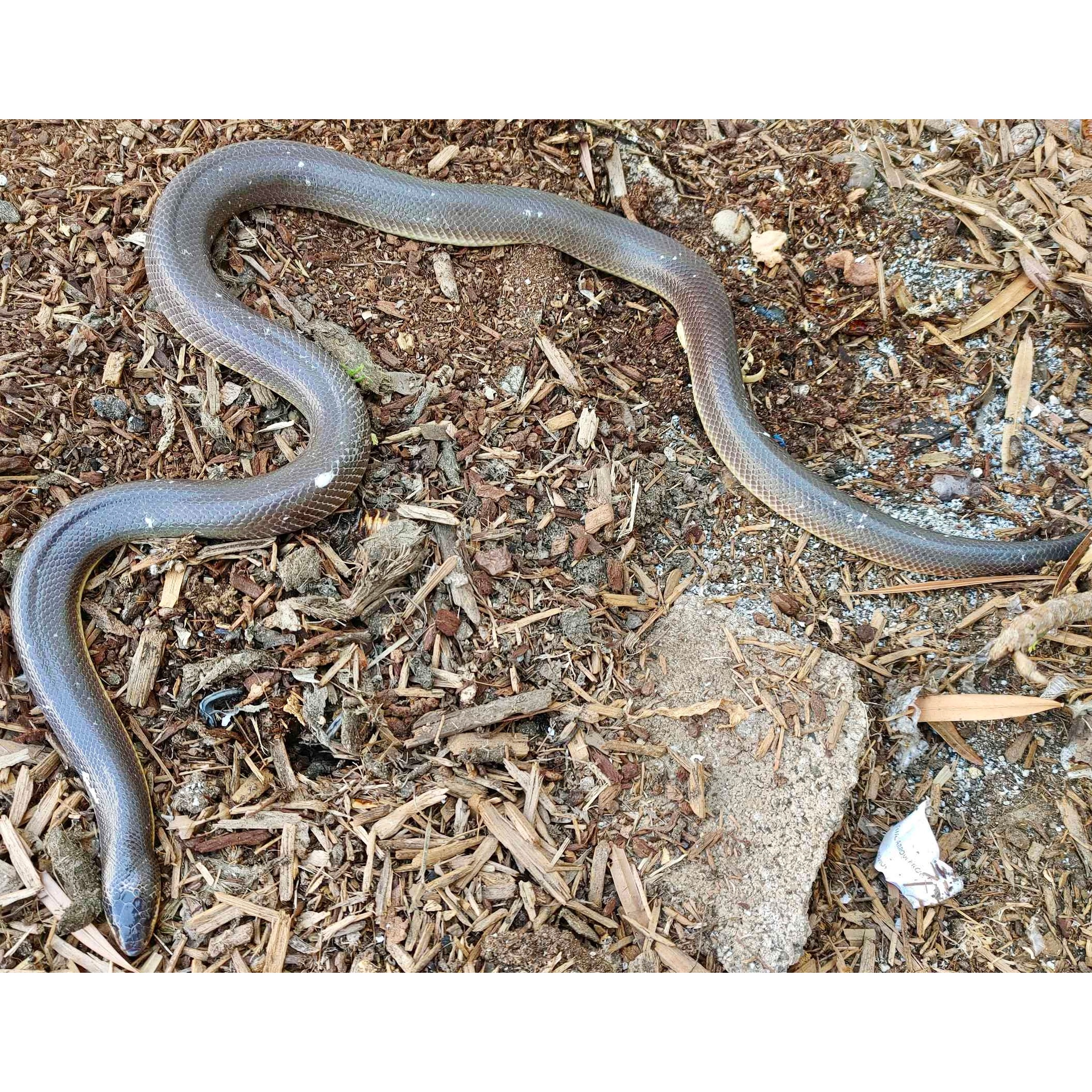 Dark, glossy snake curled on wood chips and dirt.